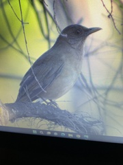 Turdus grayi