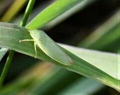 Iassinae