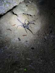 Ancylometes bogotensis