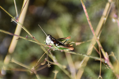 Phaedrotettix