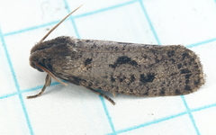Acrolophus popeanella