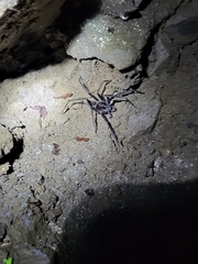 Ancylometes bogotensis