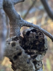 Callirhytis quercuspunctata