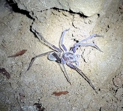 Ancylometes bogotensis