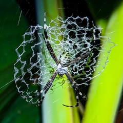 Argiope submaronica