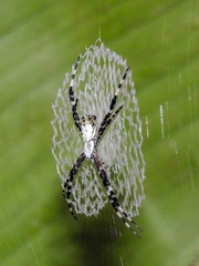 Argiope submaronica