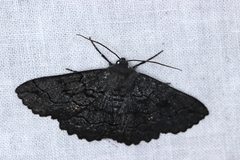 Melanodes anthracitaria