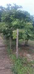 Brownea ariza