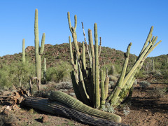 Stenocereus thurberi