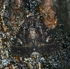Condica albigera