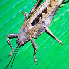 Balboana tibialis