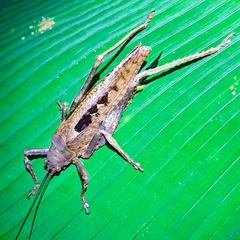 Balboana tibialis