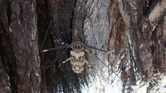 Acrocinus longimanus