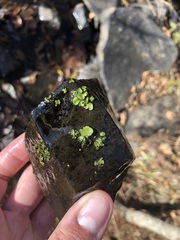 Dermatocarpon luridum