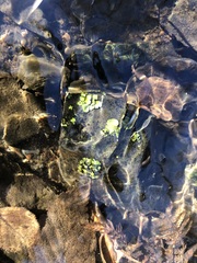 Dermatocarpon luridum