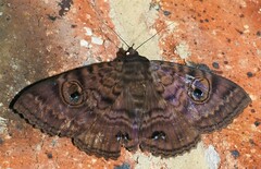 Speiredonia spectans