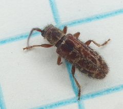 Eupogonius tomentosus