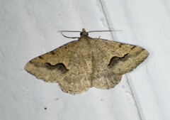 Frederickia s-signata