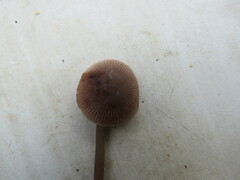 Mycena pura