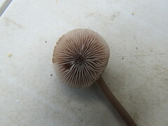 Mycena pura