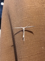 Hellinsia homodactylus