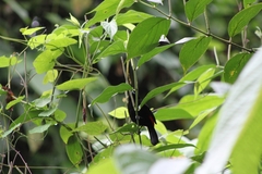 Ramphocelus passerinii