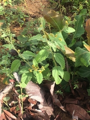 Malvastrum americanum