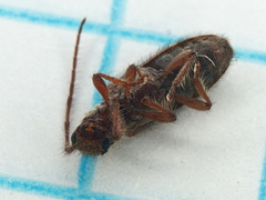 Eupogonius tomentosus