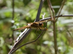Libellula semifasciata