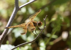 Libellula semifasciata