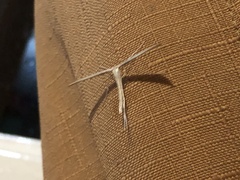 Hellinsia homodactylus