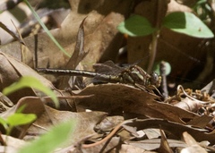 Phanogomphus lividus