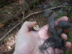 Helvella vespertina