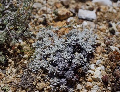Eriogonum caespitosum