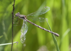 Lestes australis