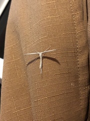 Hellinsia homodactylus