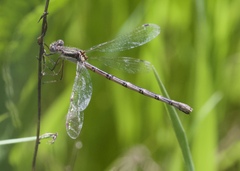 Lestes australis