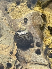 Trochoidea