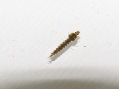 Anopheles punctipennis