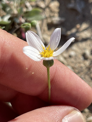 Coreocarpus parthenioides parthenioides