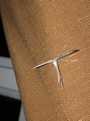 Hellinsia homodactylus