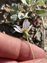 Coreocarpus parthenioides parthenioides