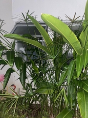 Heliconia latispatha