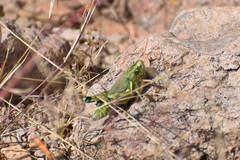 Campylacantha olivacea