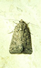 Hypoperigea tonsa