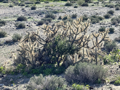 Cylindropuntia molesta molesta