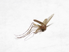 Coquillettidia perturbans