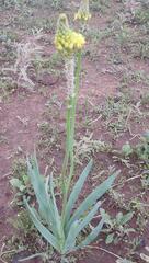 Bulbine narcissifolia