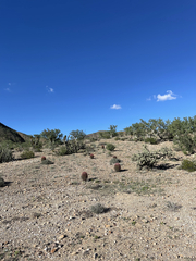 Ferocactus gracilis