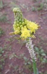 Bulbine narcissifolia